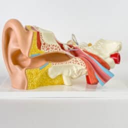 Model of an ear